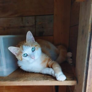 Adozione a Distanza - Principessa