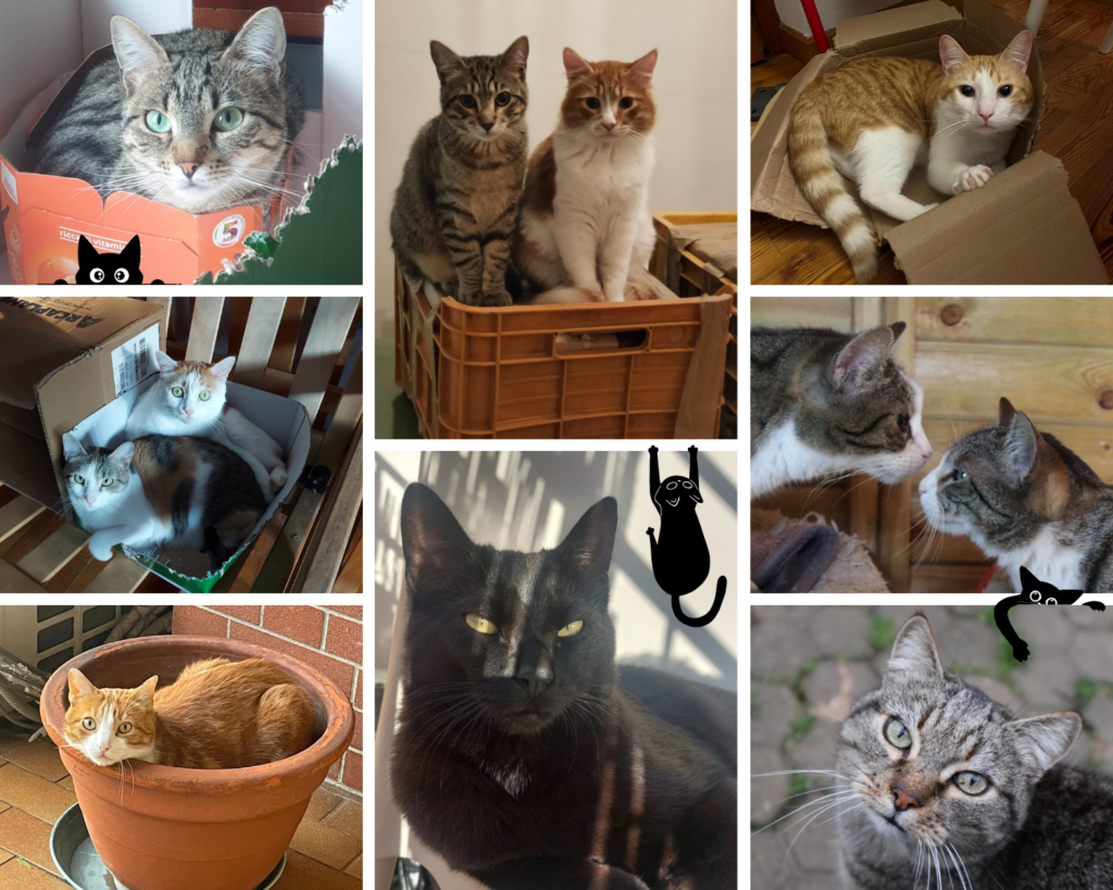 gatti adozione torino