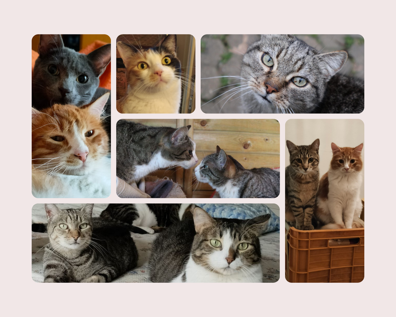 gatti adozione torino